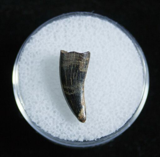 Nice Dromaeosaur/Raptor Tooth From Montana #2033